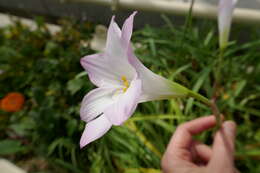 Zephyranthes rosea Lindl. resmi