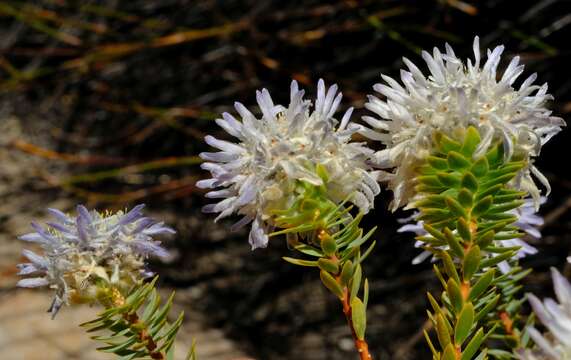 Image of Lachnaea filamentosa (Thunb.) Meissn.