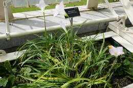 Zephyranthes rosea Lindl. resmi