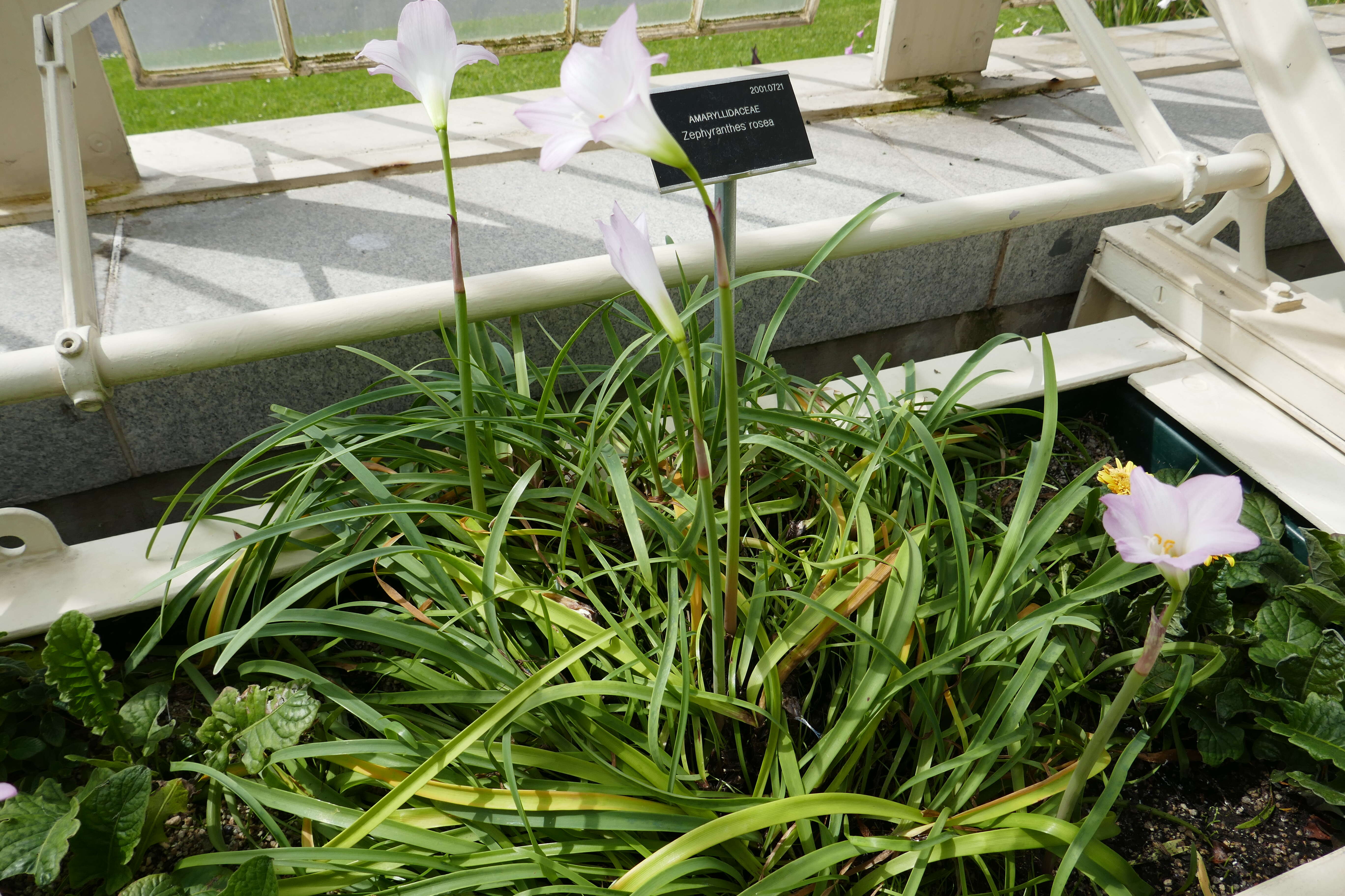 Zephyranthes rosea Lindl. resmi