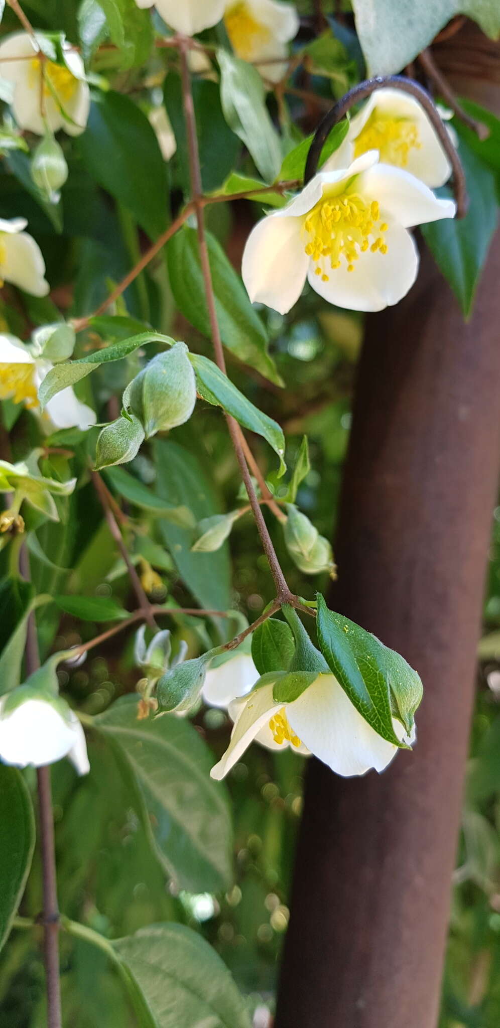 Image of Philadelphus mexicanus Schltdl.