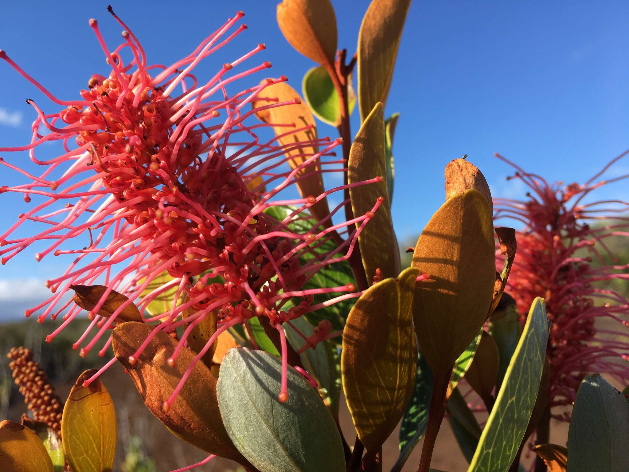 Image of Grevillea nepwiensis