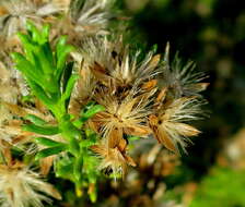 Image of Pteronia uncinata DC.