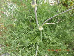 Ferulago nodosa (L.) Boiss. resmi