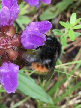 Plancia ëd Bombus wurflenii Radoszkowski 1860