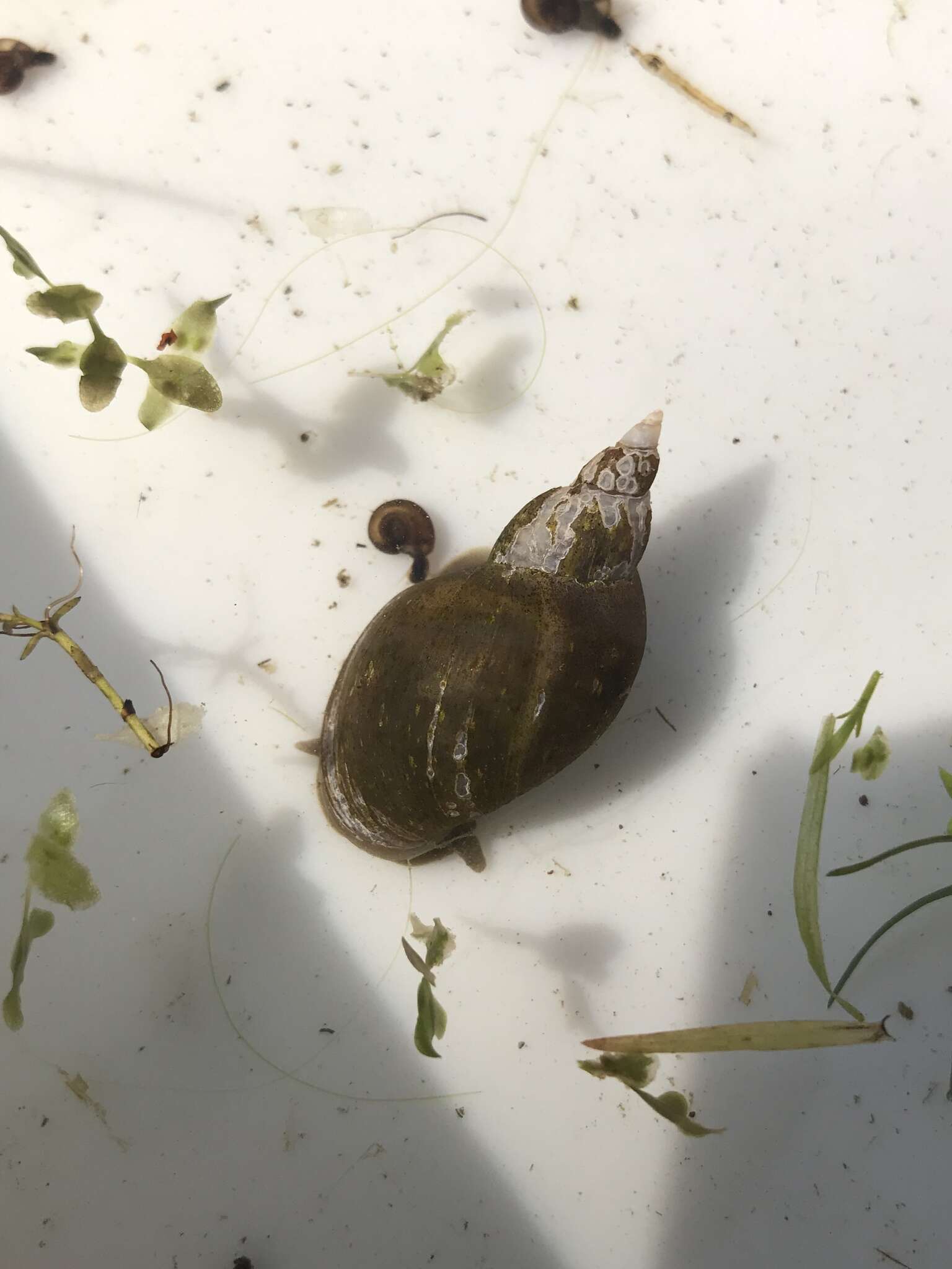 Image of Great Pond Snail