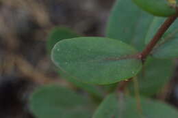 Image of Hylotelephium maximum (L.) J. Holub