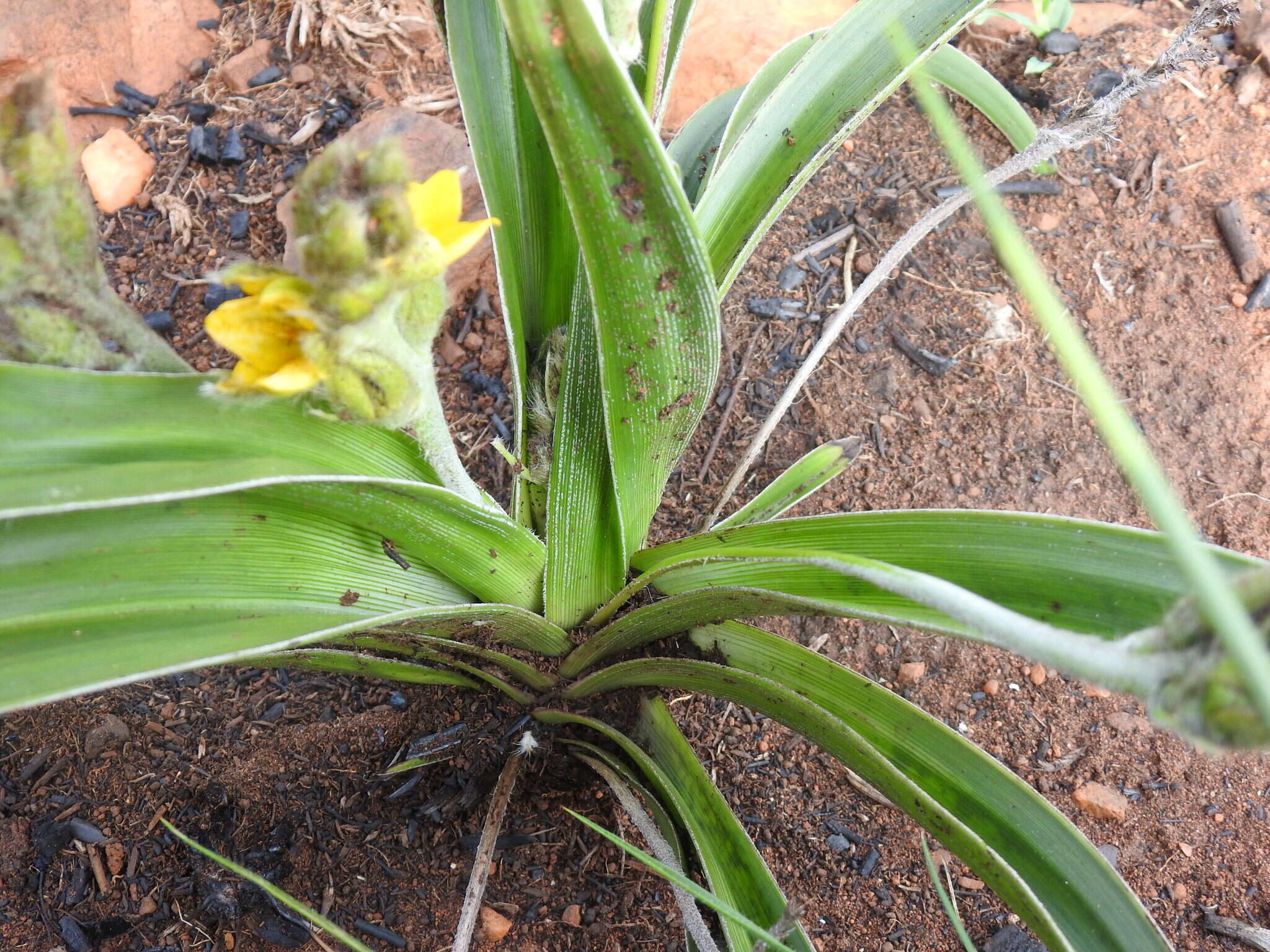 Image of Hypoxis obtusa Burch. ex Ker Gawl.