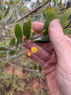 Image de Acacia melleodora Pedley