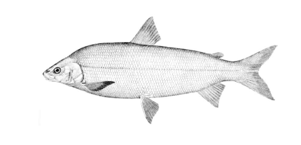 Image of Lake whitefish