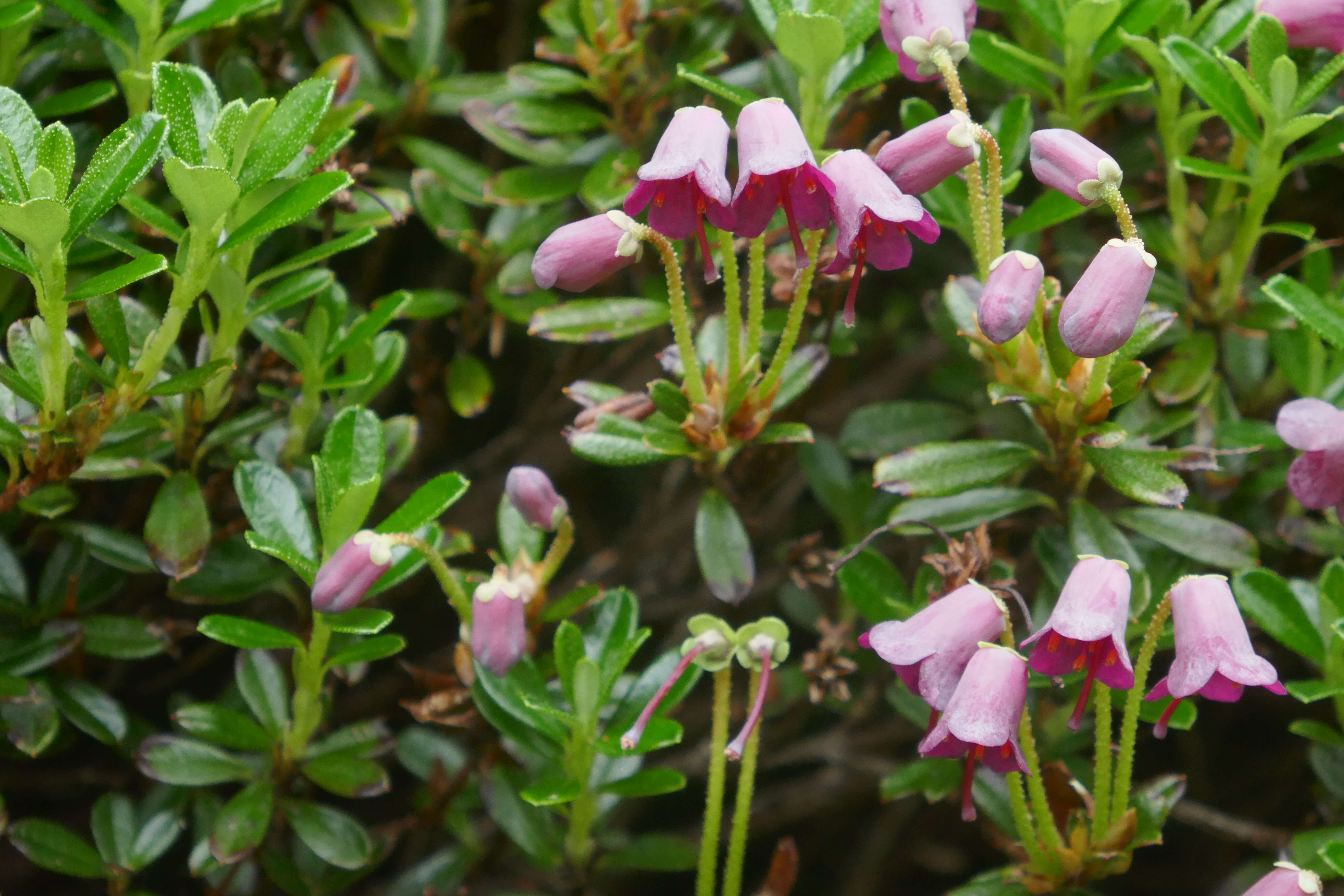 Imagem de Rhododendron campylogynum Franch.