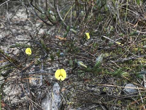 Слика од Gompholobium glabratum DC.