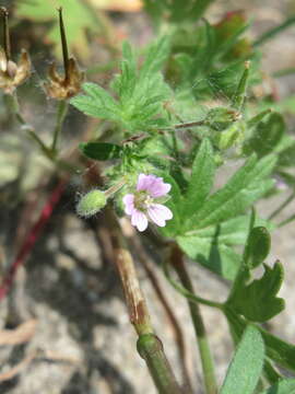 Imagem de Geranium pusillum L.