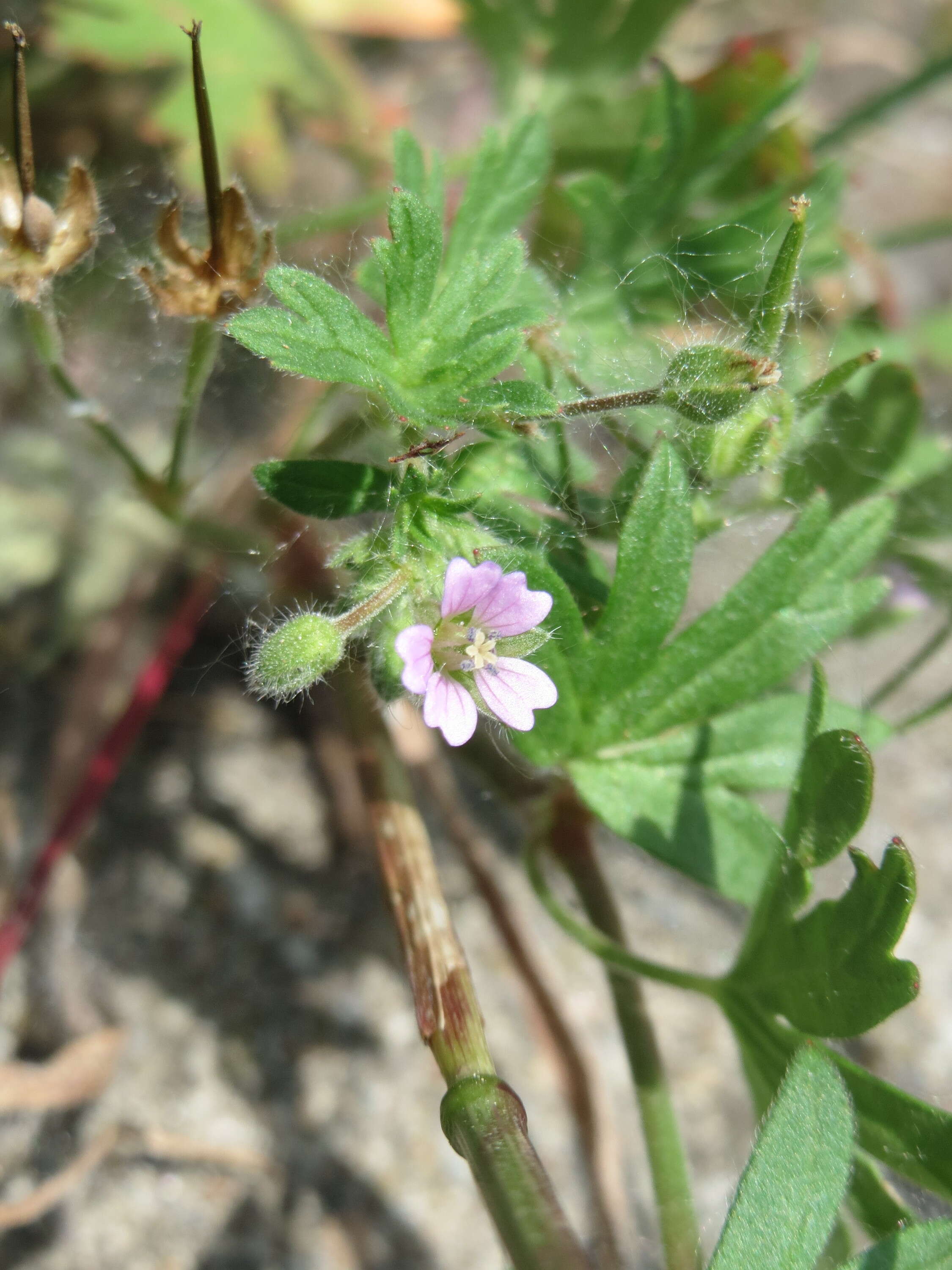 Image of Small-flowered Cranesbill