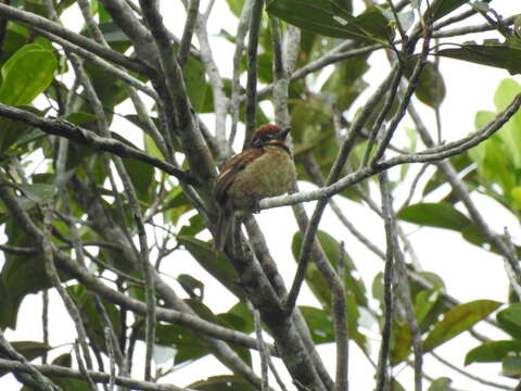 Image of Chestnut-capped Puffbird