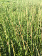 Image of Saltwater Cord Grass