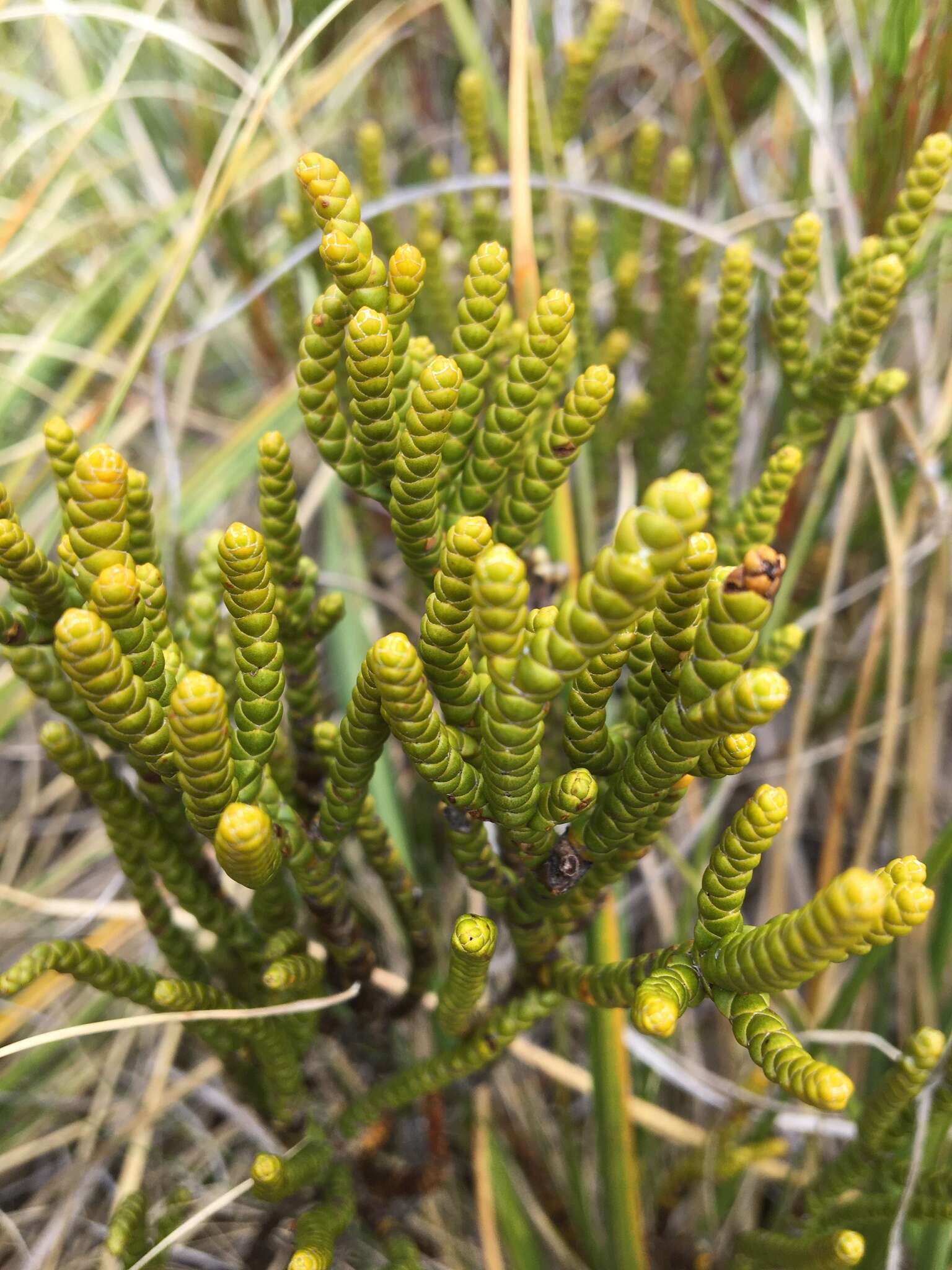 Image of Veronica hectorii subsp. hectorii