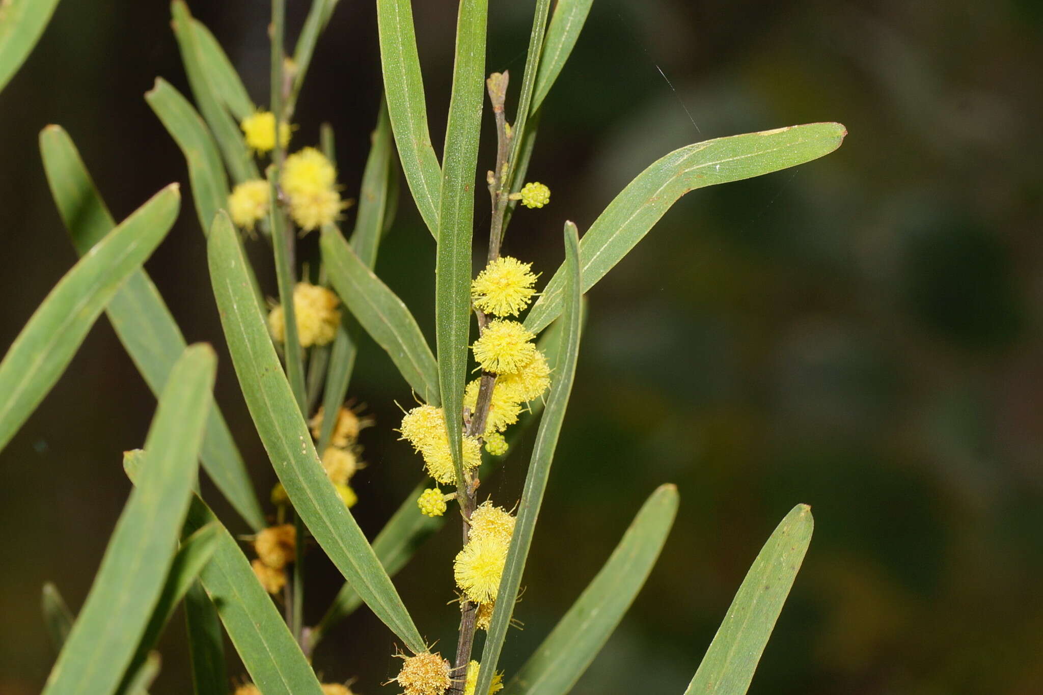 Acacia stricta (Andrews) Willd.的圖片