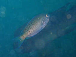 Image of Blacksmith Chromis