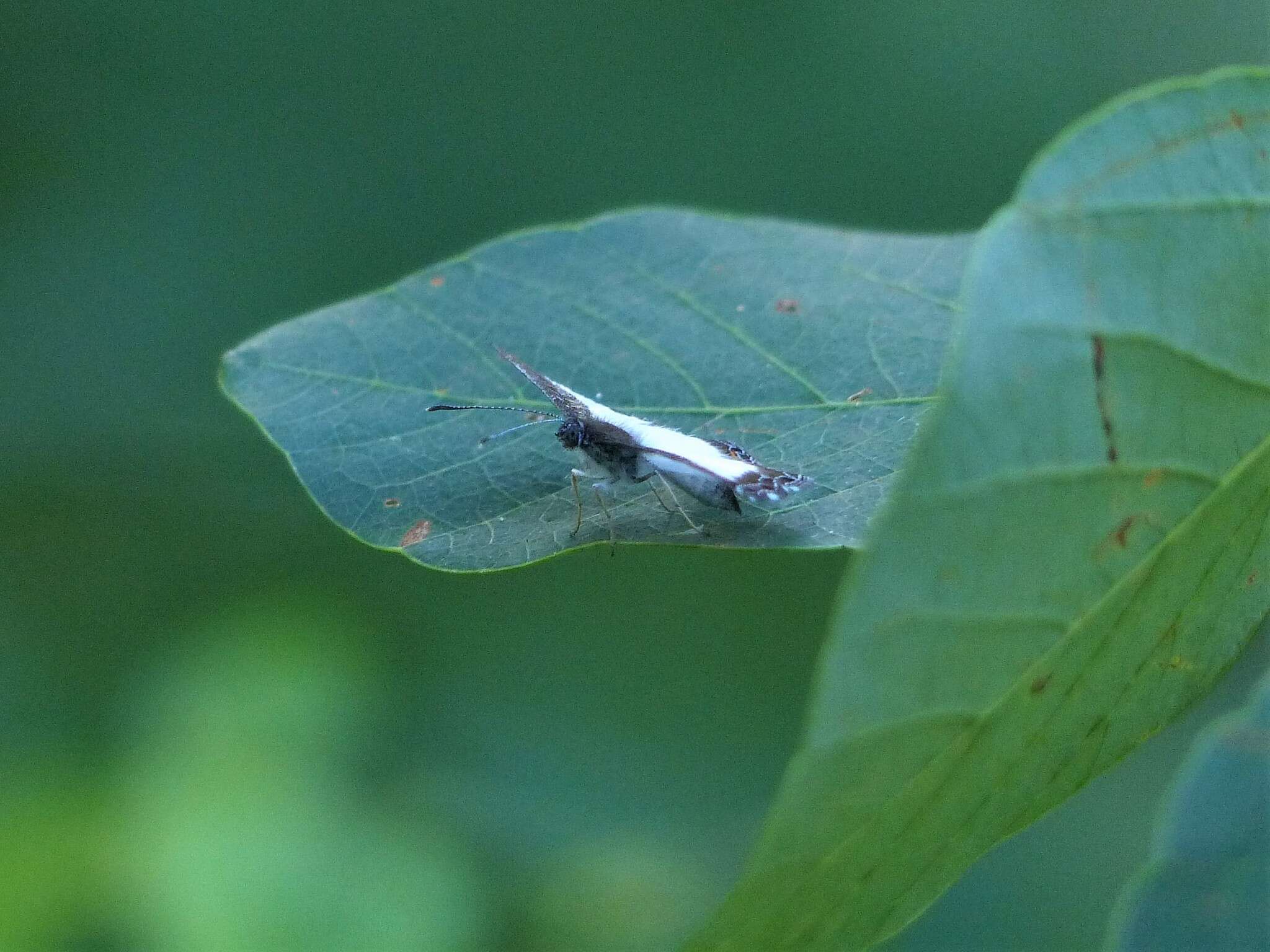 Image of Nymphidium lisimon attenuatum Stichel 1929