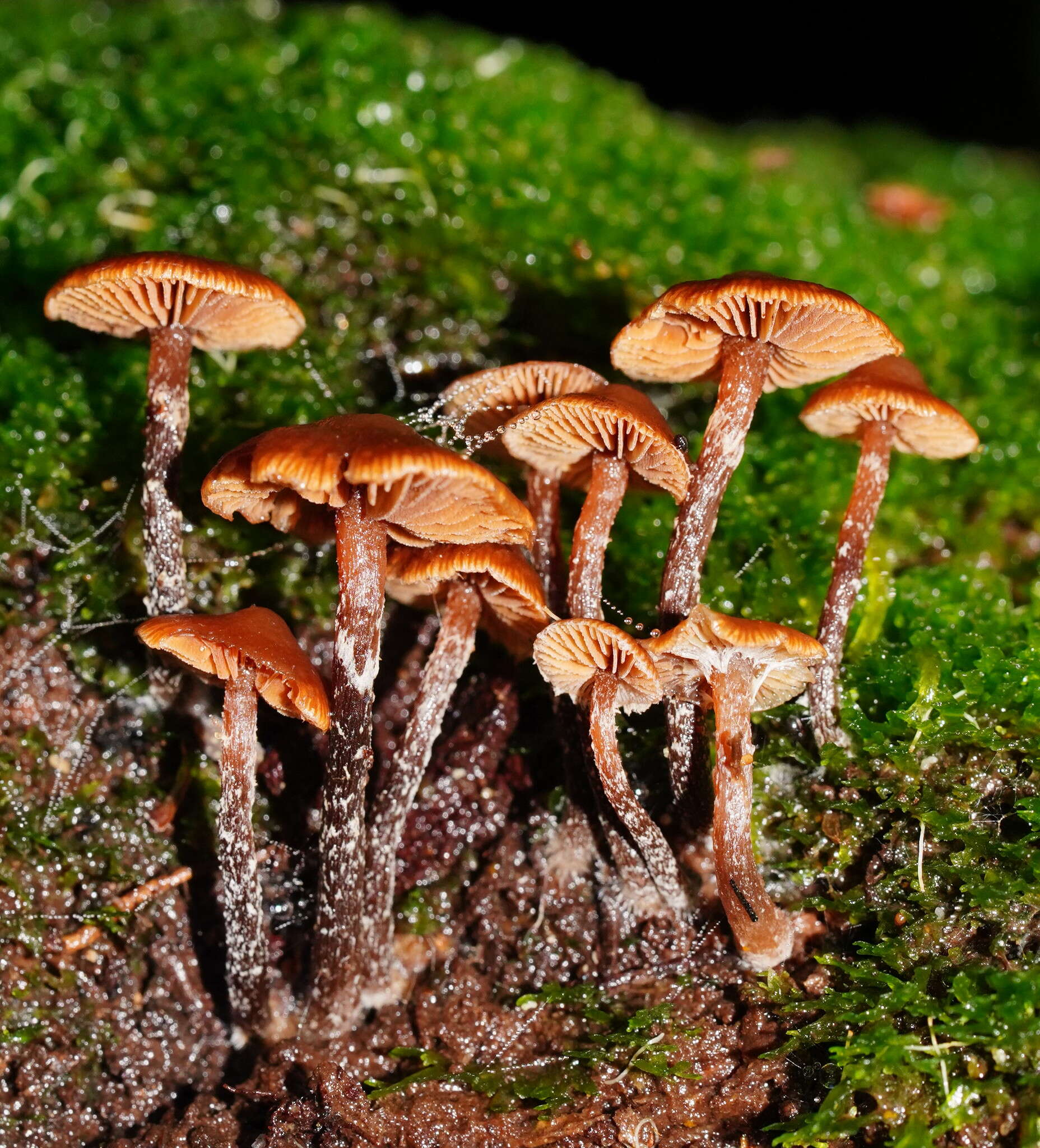 Imagem de Kuehneromyces brunneoalbescens (Y. S. Chang & A. K. Mills) J. A. Cooper 2014