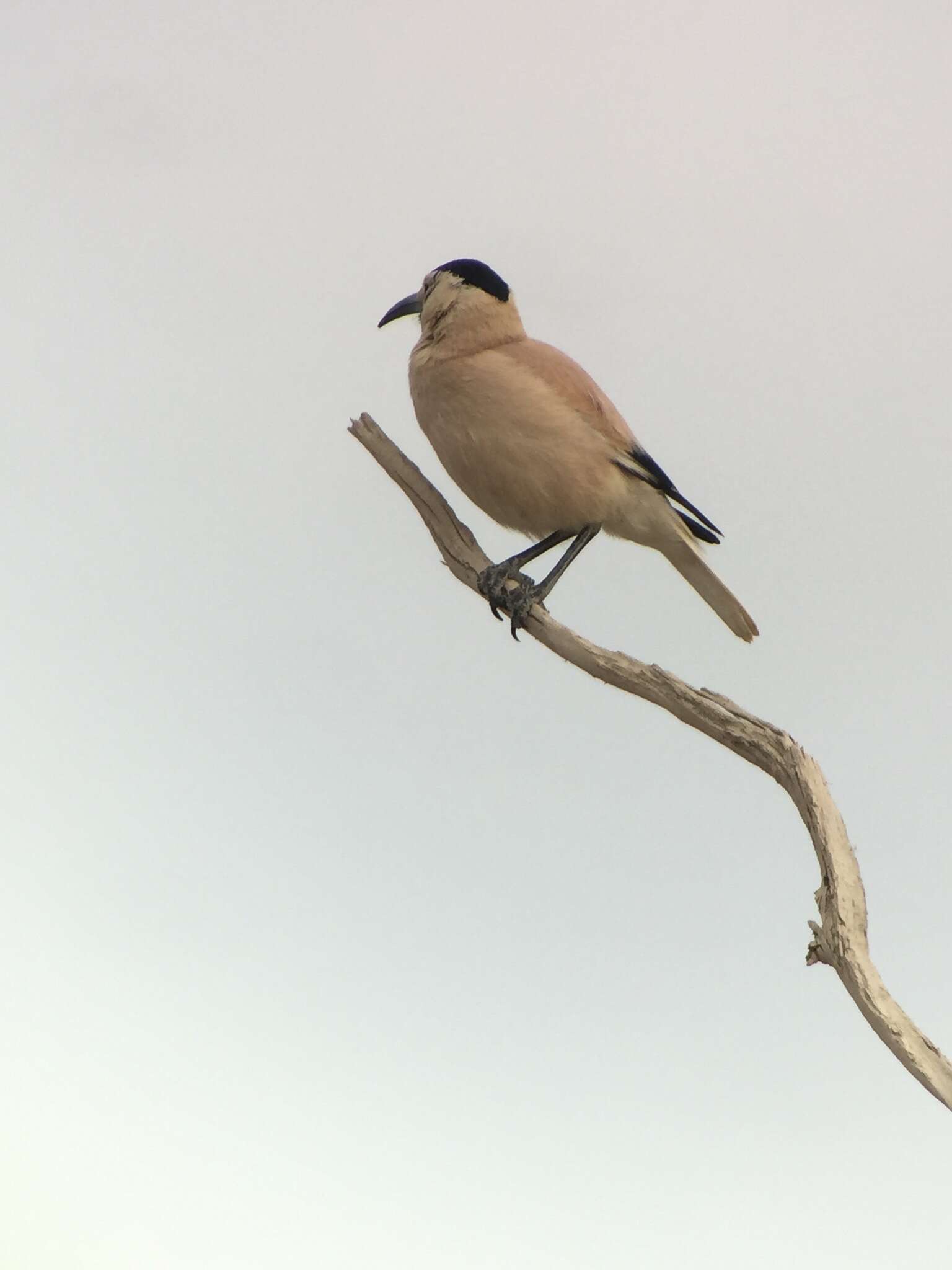 Image of Biddulph's Ground Jay