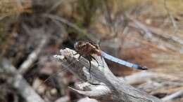 Image of Orthetrum azureum (Rambur 1842)