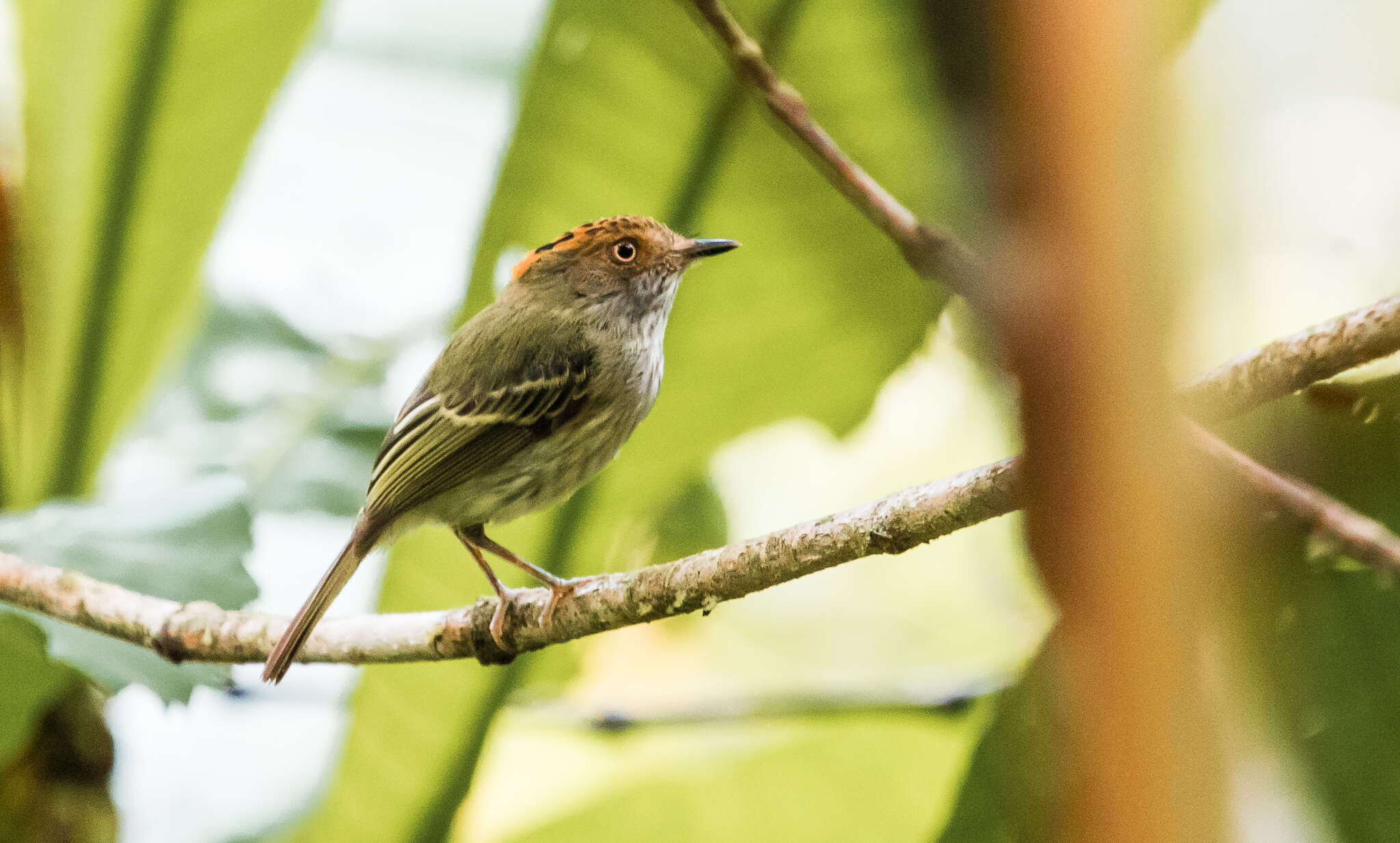 Image of Lophotriccus pileatus squamaecrista (Lafresnaye 1846)