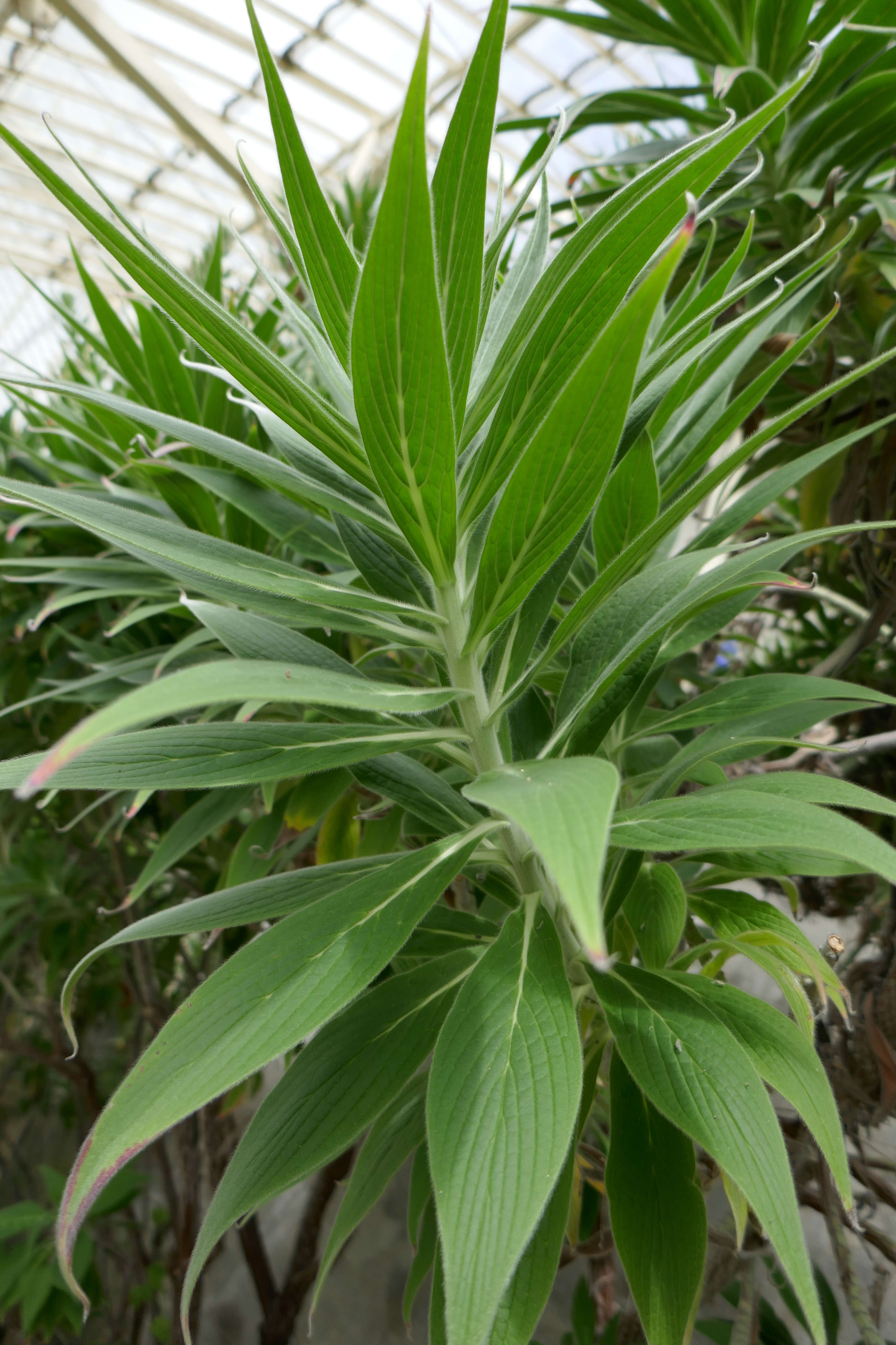 Image of Echium webbii Coincy