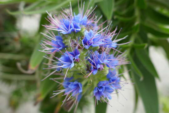 Image of Echium webbii Coincy