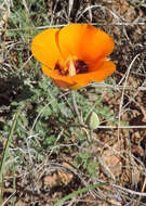 Imagem de Calochortus kennedyi Porter