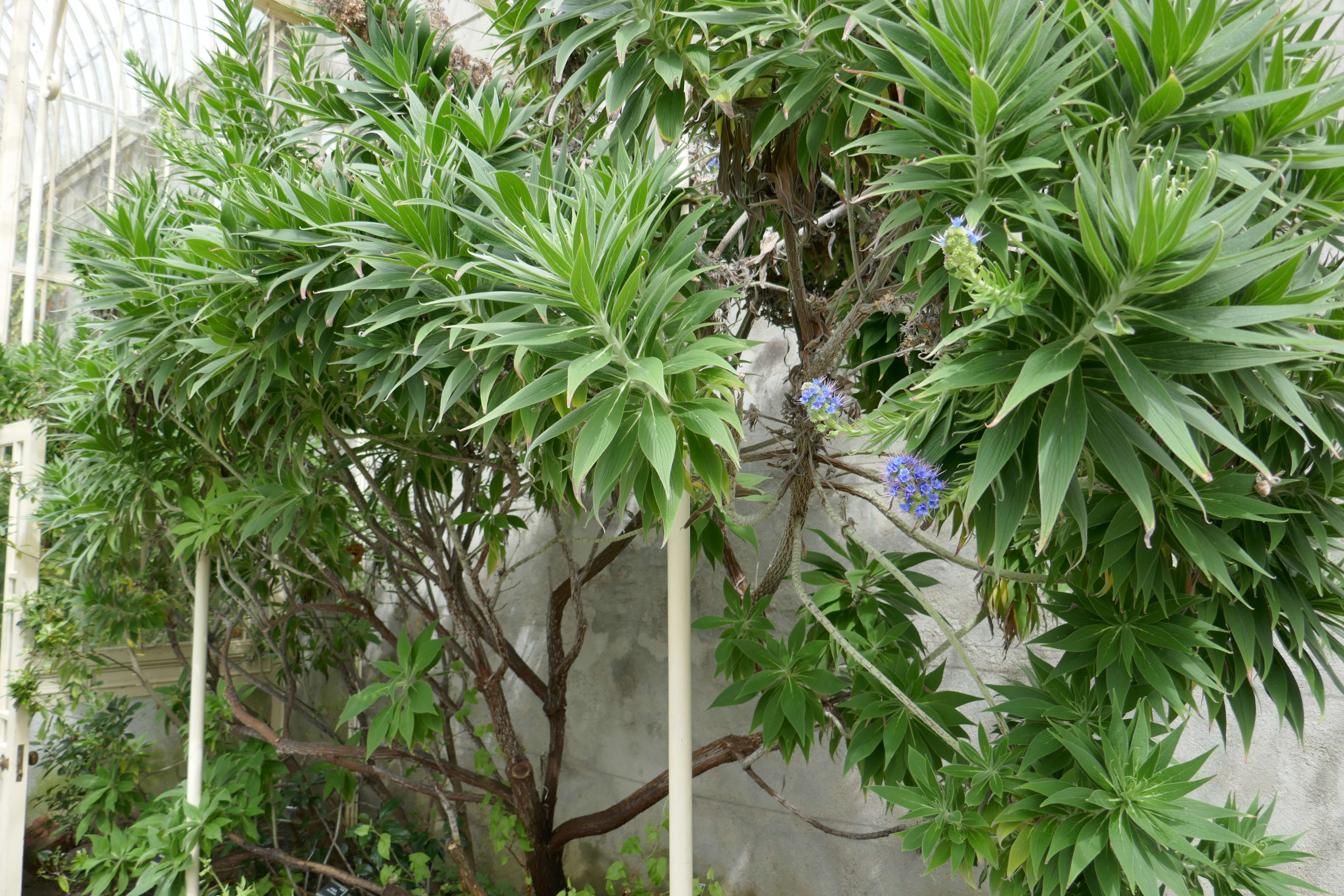 Image of Echium webbii Coincy