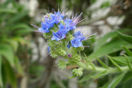 Image of Echium webbii Coincy