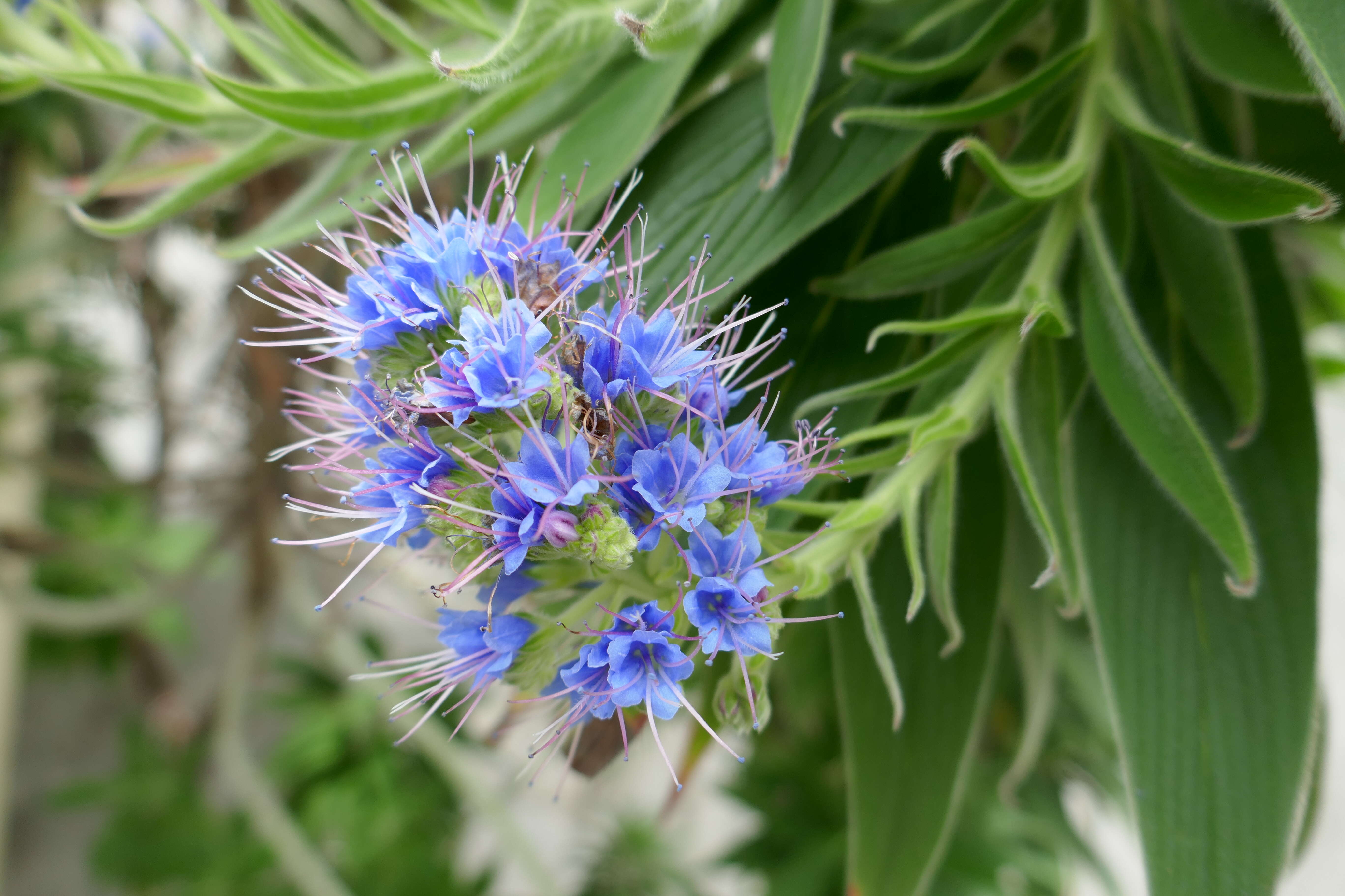 Image of Echium webbii Coincy