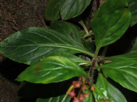 Lysimachia sertulata Baudo resmi