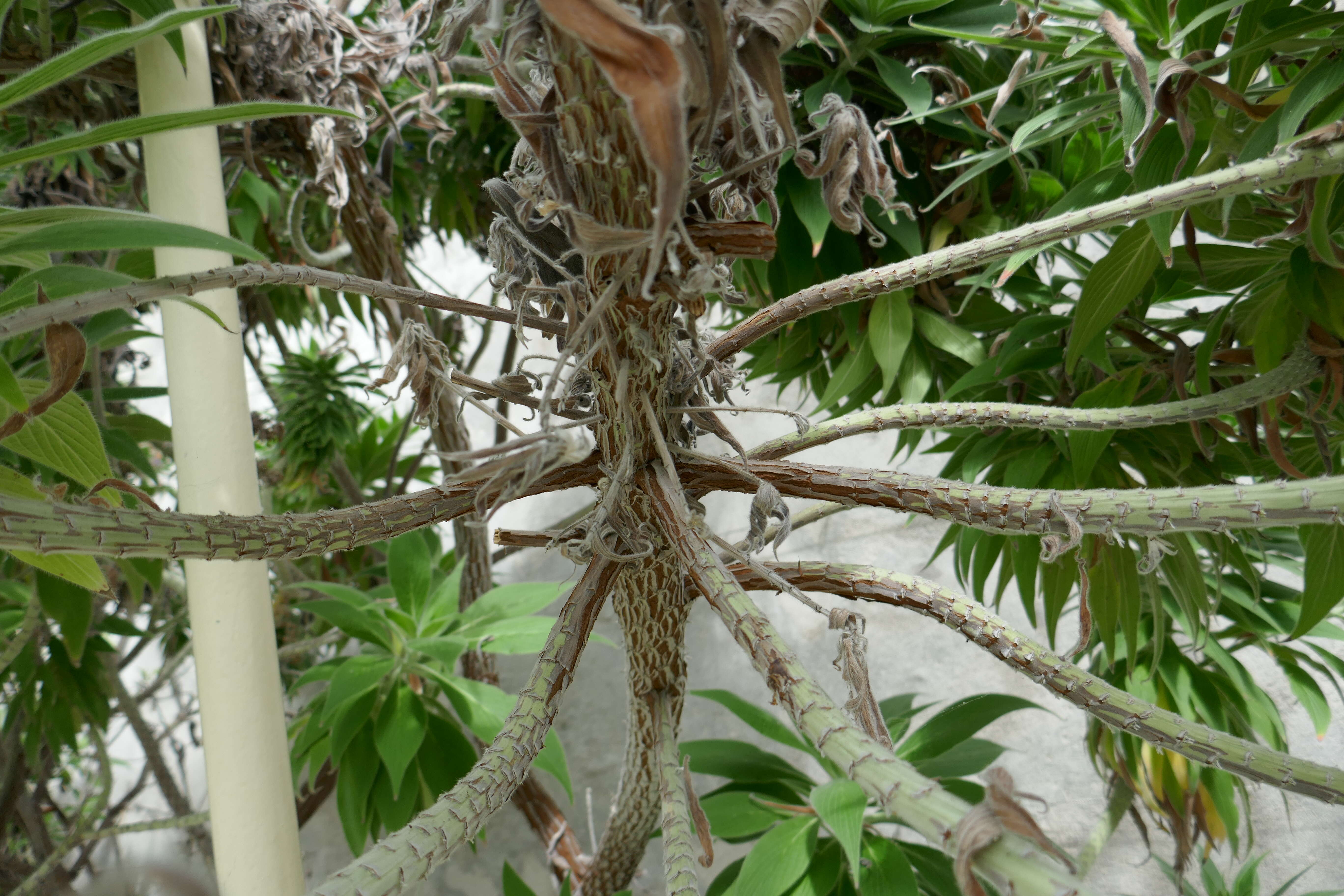 Image of Echium webbii Coincy