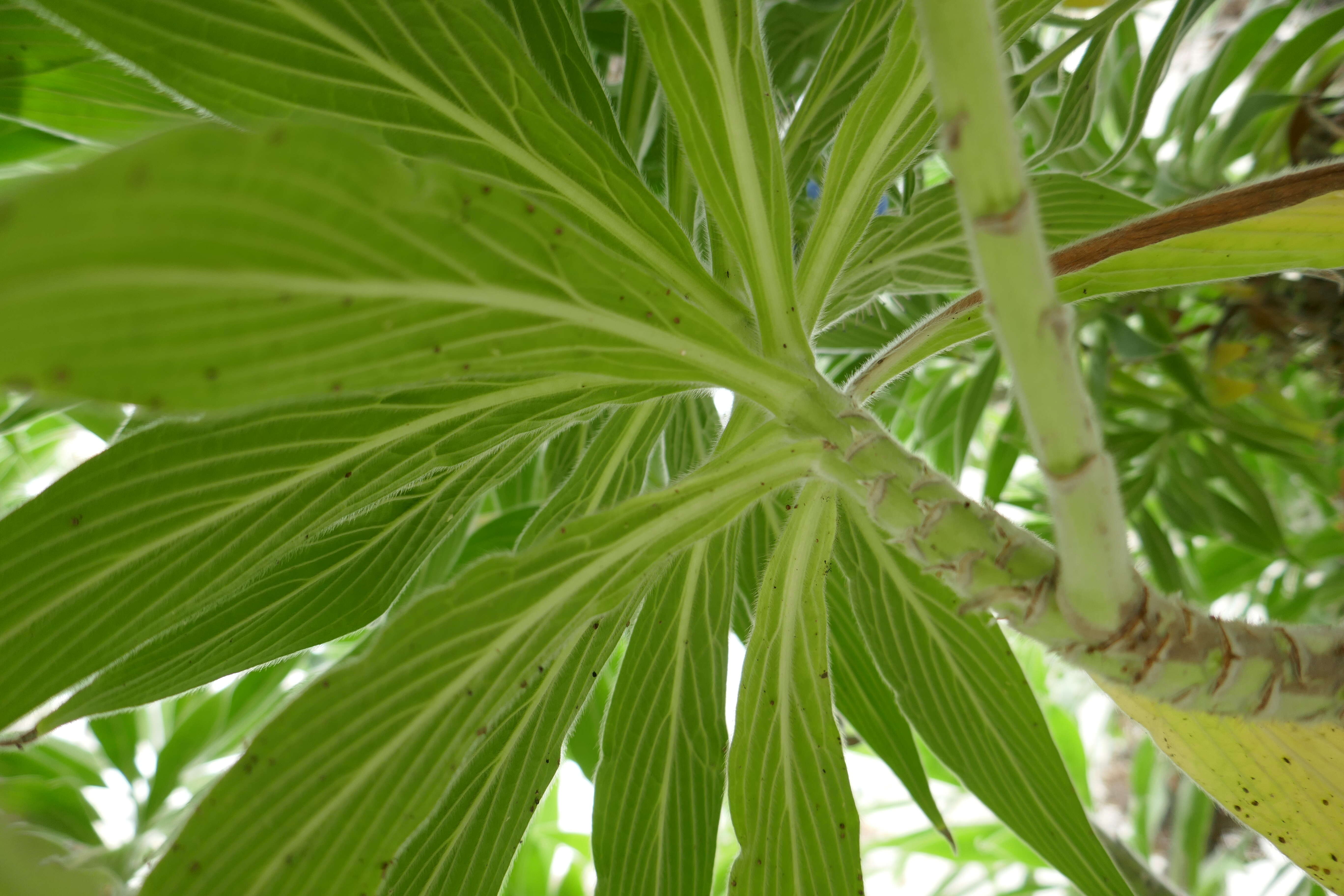 Image of Echium webbii Coincy