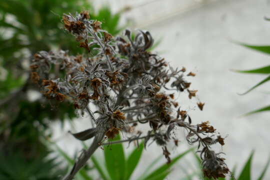 Image of Echium webbii Coincy