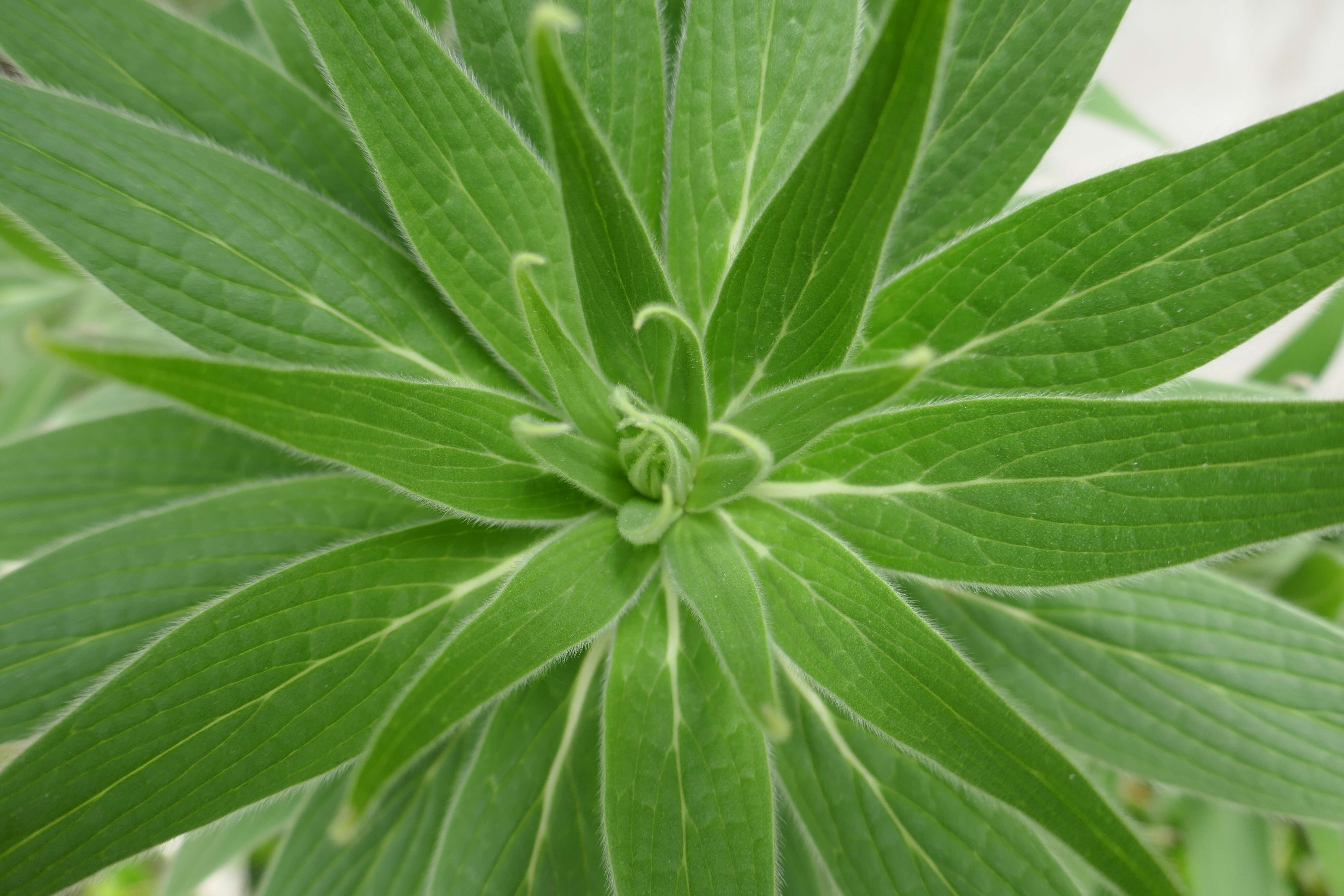 Image of Echium webbii Coincy