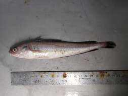 Image of White hake