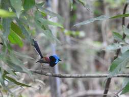 Image of Lovely Fairy-wren