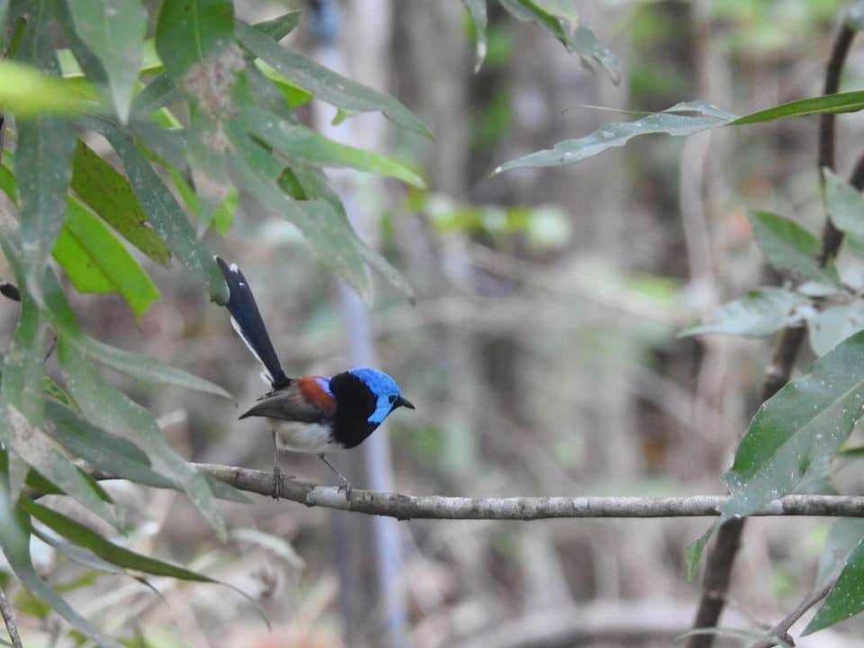 Слика од Malurus amabilis Gould 1852