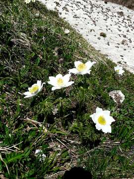 Imagem de Pulsatilla alpina subsp. alpina