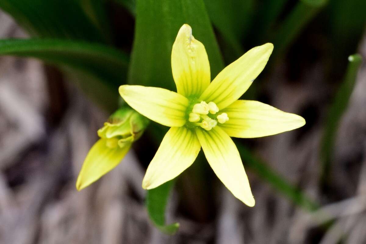 Image of Gagea granulosa Turcz.