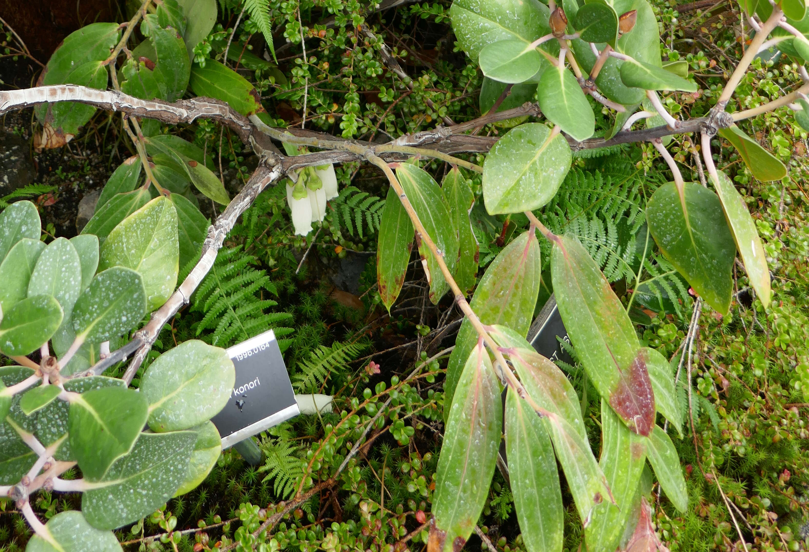 Image of Konor rhododendron