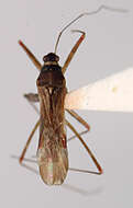 Image of Arachnocoris