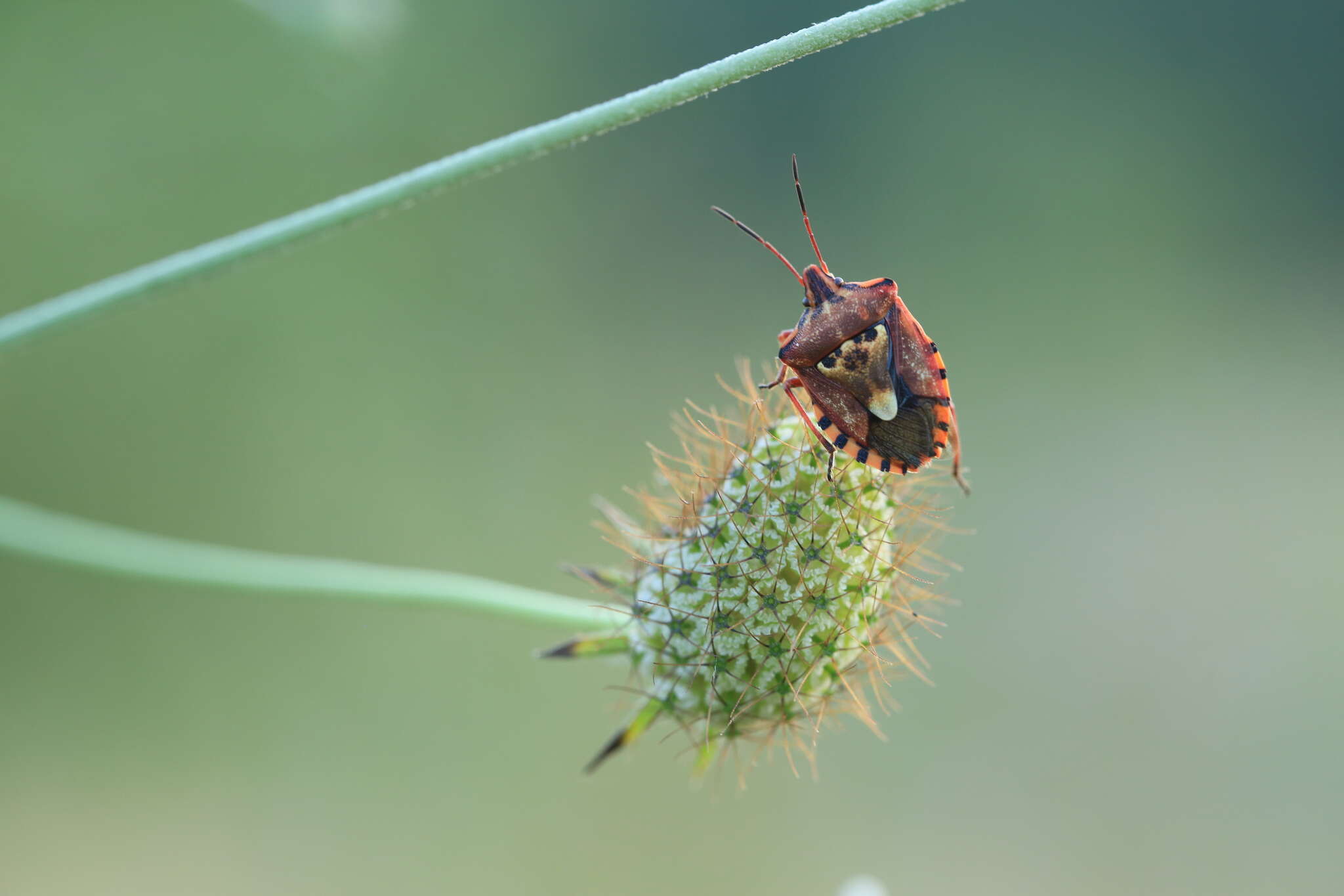 Слика од Codophila