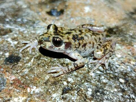 Image de Alytes muletensis (Sanchíz & Adrover 1979)