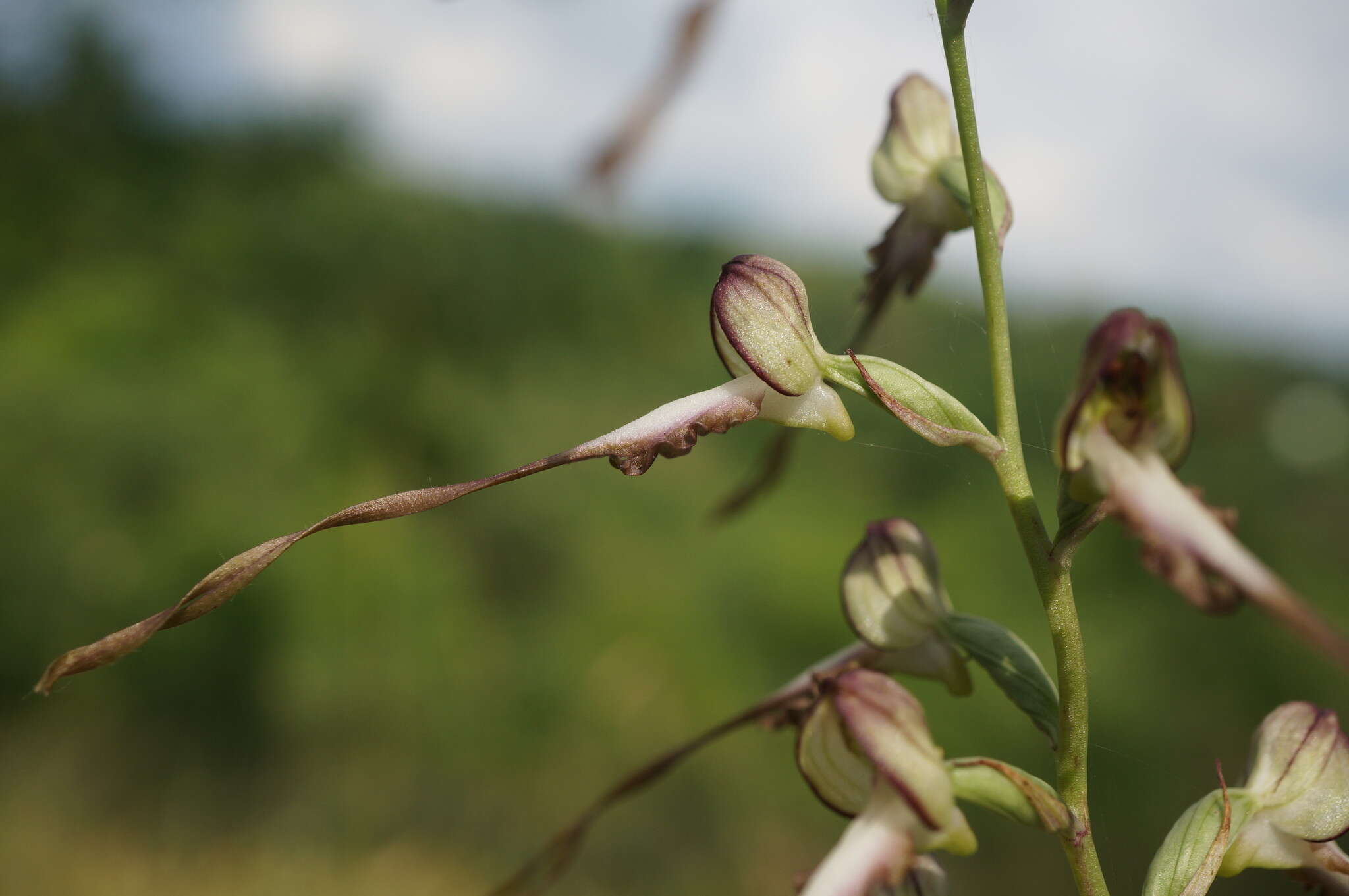 Image of Himantoglossum caprinum (M. Bieb.) Spreng.