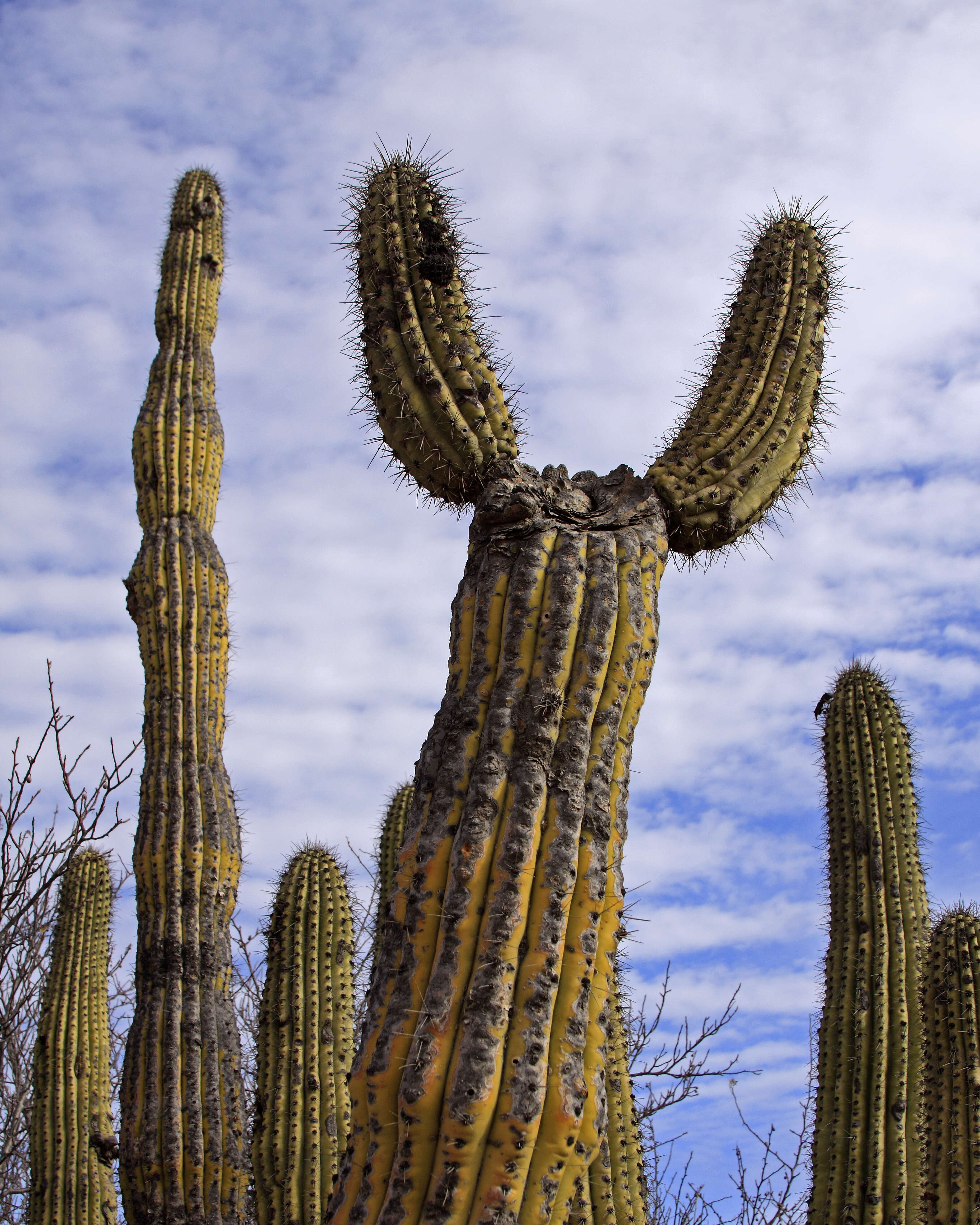 Image of Organ Pipe Cactus